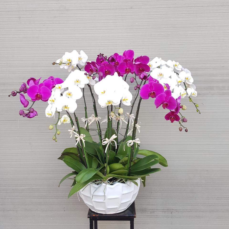 Lan Hồ Điệp kết hợp - Hoa Lan chúc mừng sinh nhật