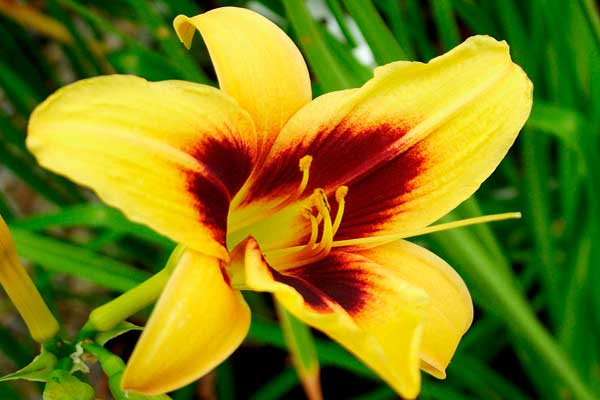 Hình ảnh hoa ly với vẻ đẹp độc đáo