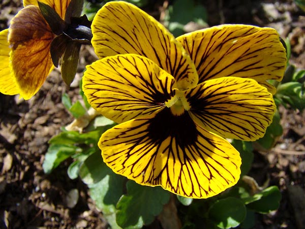 Păng Xê Đà Lạt như bướm nhảy múa