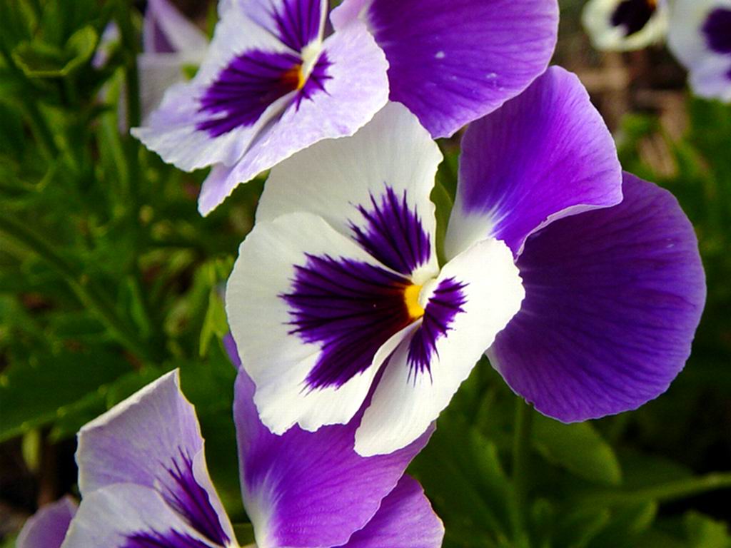 Hoa Păng Xê – Loài hoa của tình yêu thương