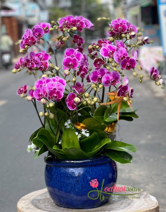 Chậu lan hồ điệp mini - Xuân cát tường