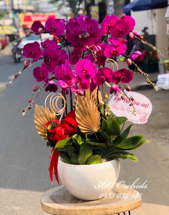 Chậu lan hồ điệp tím đẹp nhất