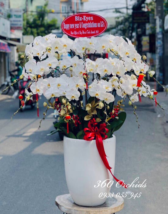 Chậu lan hồ điệp trắng - Tiếng gọi mùa xuân Chậu lan hồ điệp trắng - Tiếng gọi mùa xuân