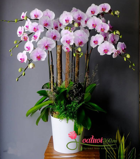 Chậu lan hồ điệp tím hồng tặng mừng tân gia với màu sắc tươi thắm, đầy huyền bí