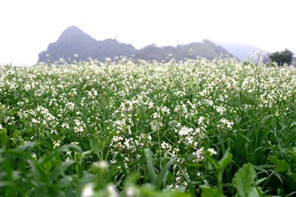 Mách bạn cách làm hoa baby trắng khô đơn giản chỉ trong vòng “một nốt nhạc”