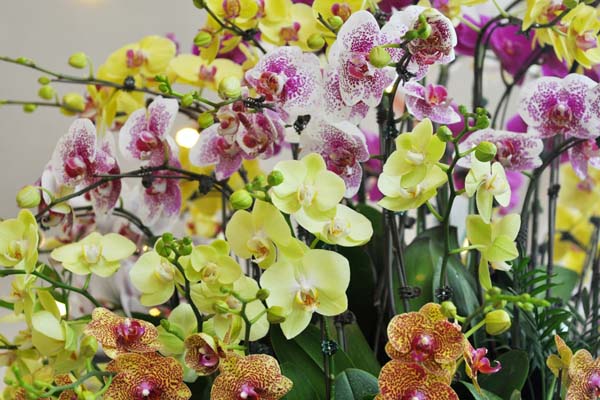 Cách chăm sóc hoa Lan Hồ Điệp tầng luôn tươi