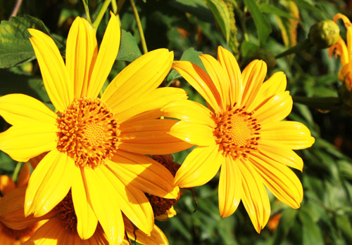 Mùa thu Đà Lạt có hoa gì đẹp?