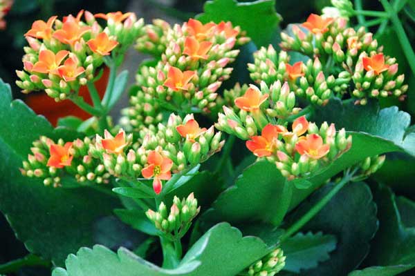 Nguồn gốc cây hoa sống đời