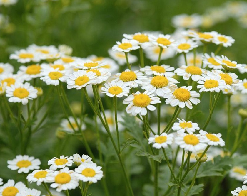 Ý nghĩa hoa cúc qua văn hóa việt